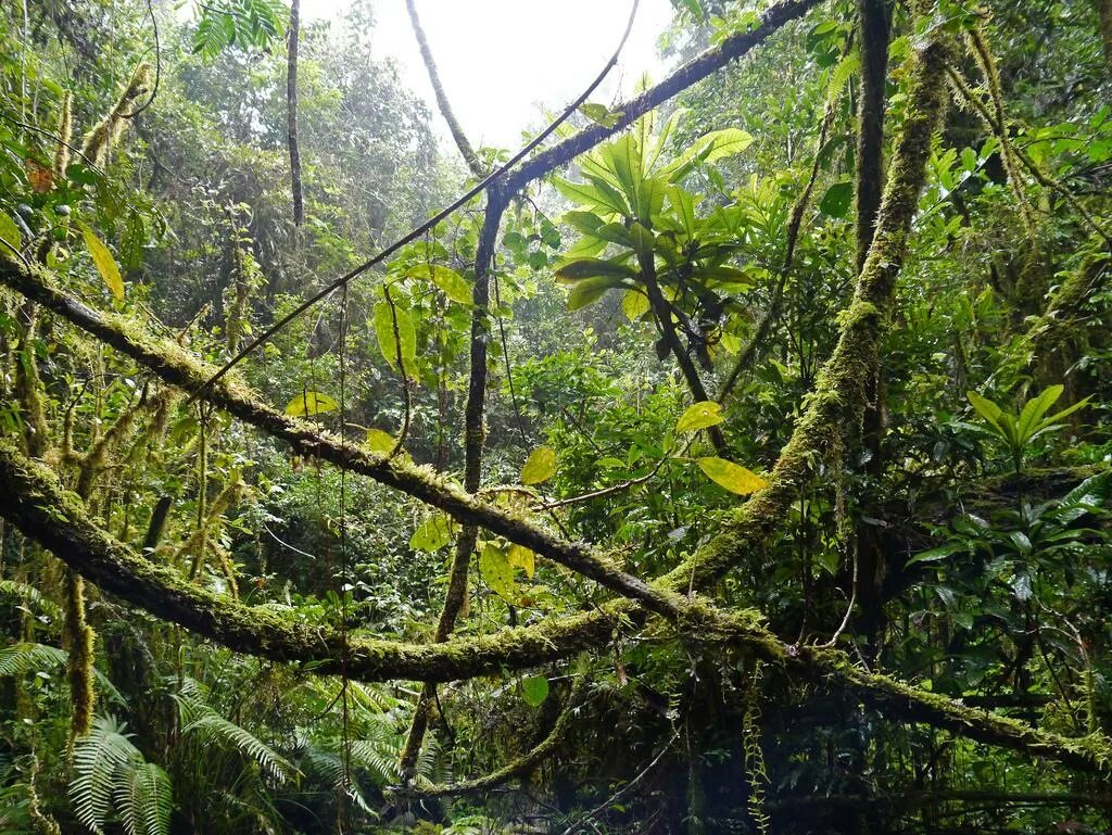Тропические леса Ацинананы. Тропические леса Мадагаскара. Влажные тропические леса Ацинананы Мадагаскар.