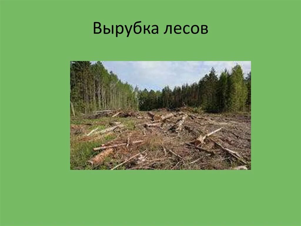 Экологические проблемы леса. Вырубка лесов. Последствия вырубки лесов. Вырубка леса презентация.