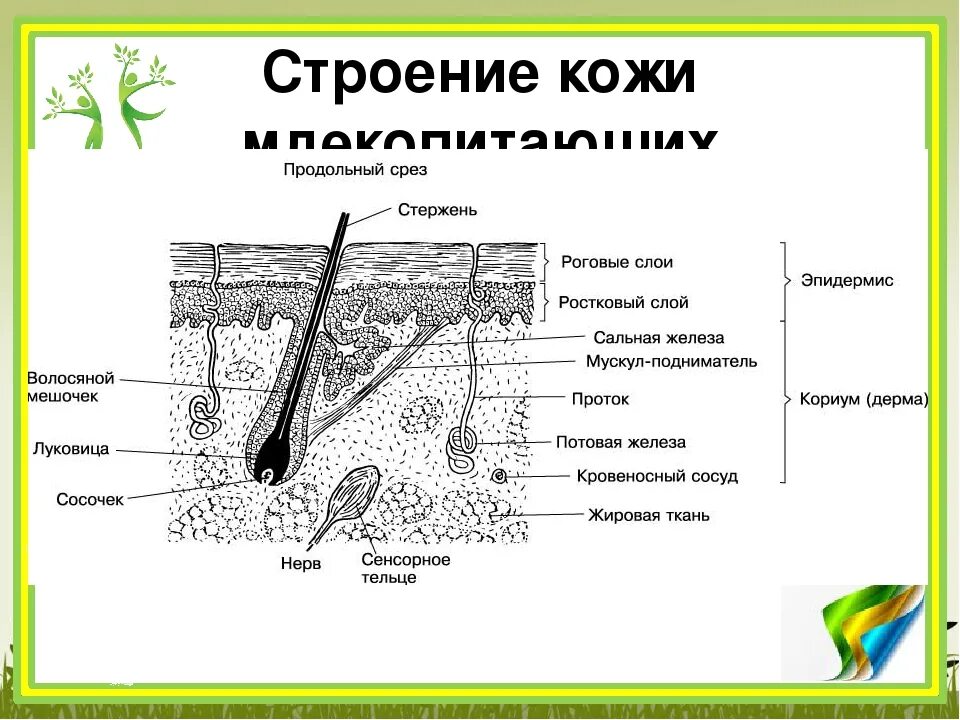 Тест кожа строение и функции 8 класс. Строение кожи слой строение функции. Строение кожи 3 слоя. Схема строения кожи анатомия. Строение кожи млекопитающих 7 класс биология и функции.