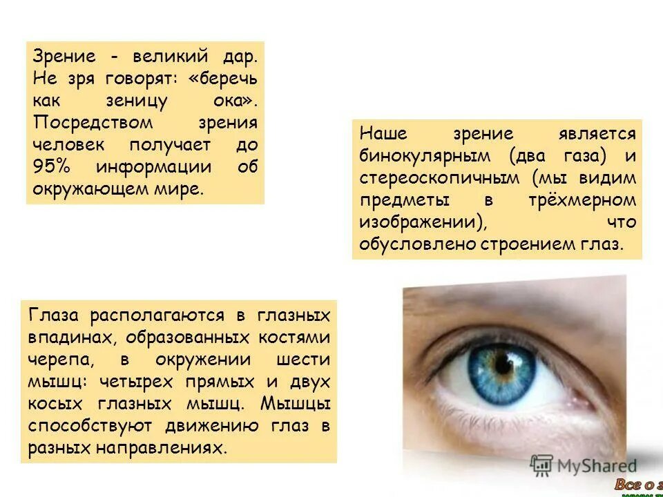 Доклад про глаза. Доклад про зрение. Сообщение на тему глаз. Презентация на тему глаза человека.