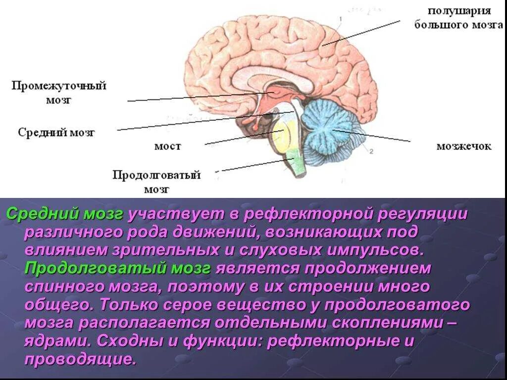 Нервные центры и отделы головного мозга. Продолговатый мозг,мост,средний мозг, мозжечок,промежуточный. ЦНС промежуточный мозг функции. Средний мозг мозжечок промежуточный мозг таблица. Средний и промежуточный мозг строение и функции.