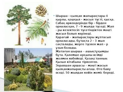 Әйелдермен моншаға саяхат