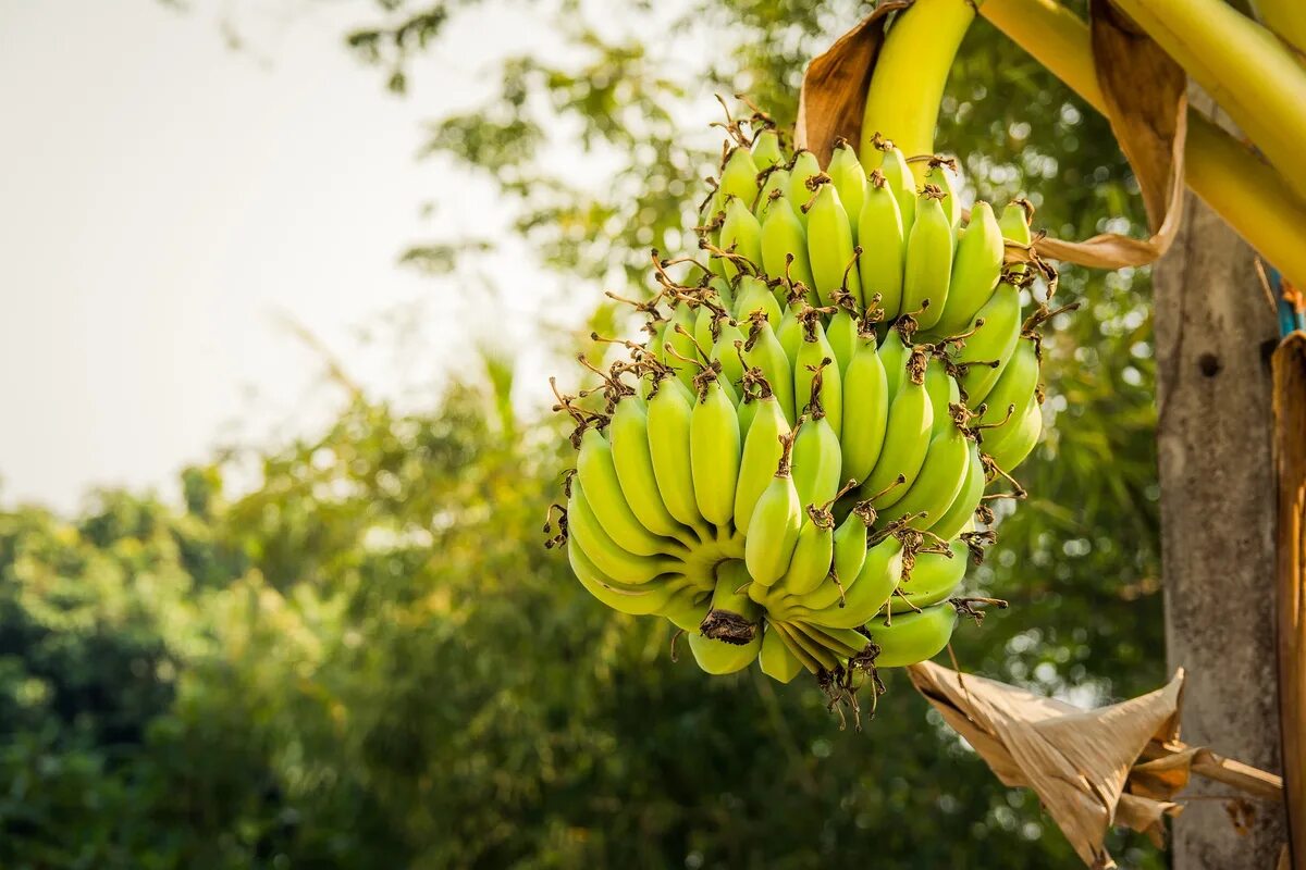 Банановое дерево. Мадагаскарское банановое дерево. Папуасы. Пальма, бананы. Бананы в Африке.