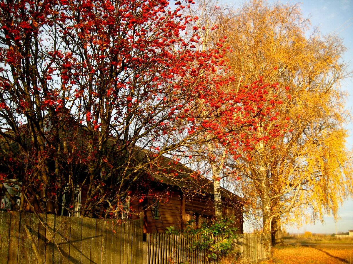 В деревне красные есть. Осень в деревне. Осенний пейзаж. Пейзаж с рябиной. Пейзаж с рябиной осень.