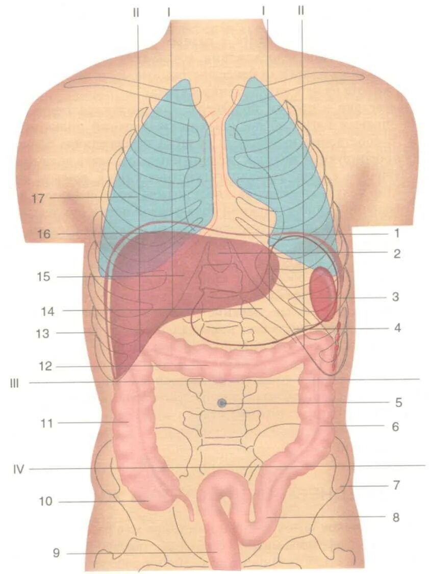 Анатомия внутренних органов брюшной полости. Голотопия поджелудочной железы. Схема органов брюшной полости. Схема органов брюшной полости женщины. Перечислите органы брюшной полости