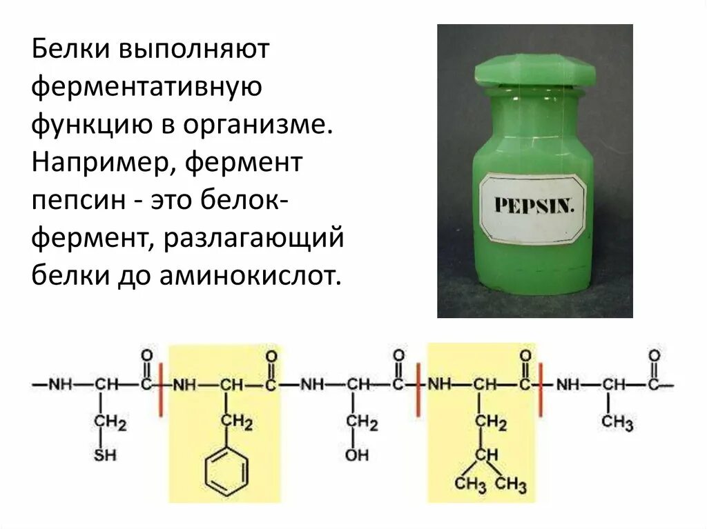 Белки выполняющие ферментативную функцию. Белки до аминокислот. Интересные факты о белках в организме. Интересные факты о белках аминокислот.