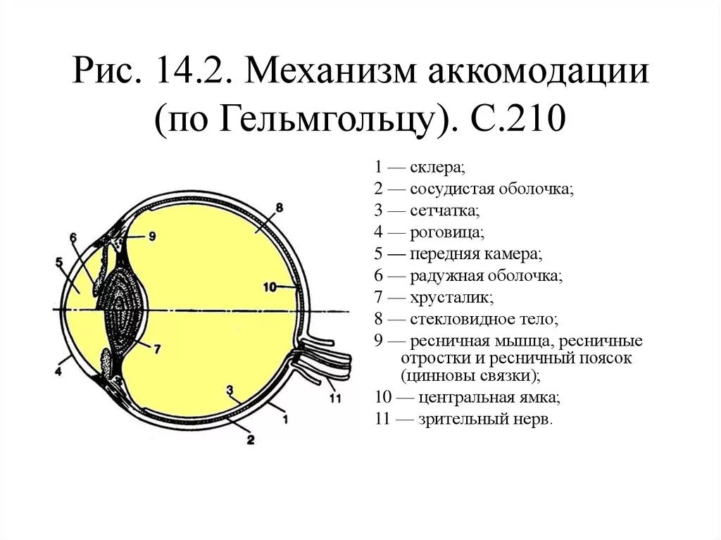 Механизм аккомодации глаза схема. Механизм аккомодации по Гельмгольцу. Механизм аккомодации глаза по Гельмгольцу. Аккомодация хрусталика физиология.