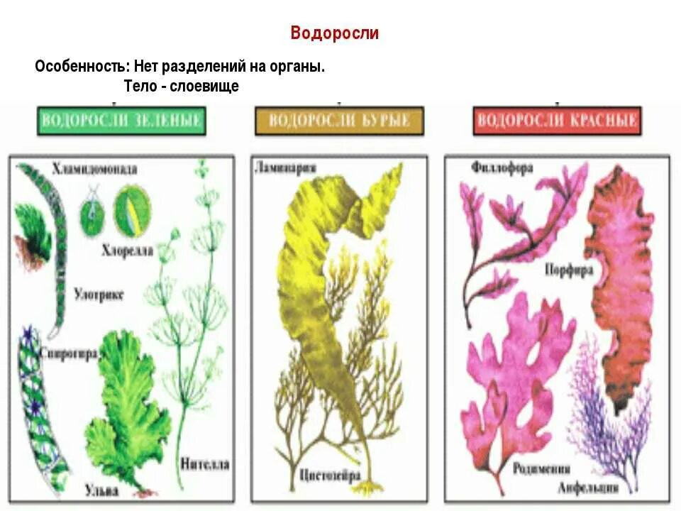 Схема красных и бурых водорослей. Представители водорослей 5 класс биология. Многоклеточные бурые водоросли. Бурую, красную, многоклеточную зеленую водоросли. Многоклеточные бурые водоросли названия.