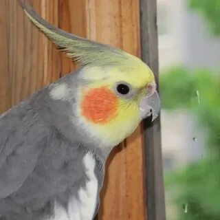 Характер попугая корелла
