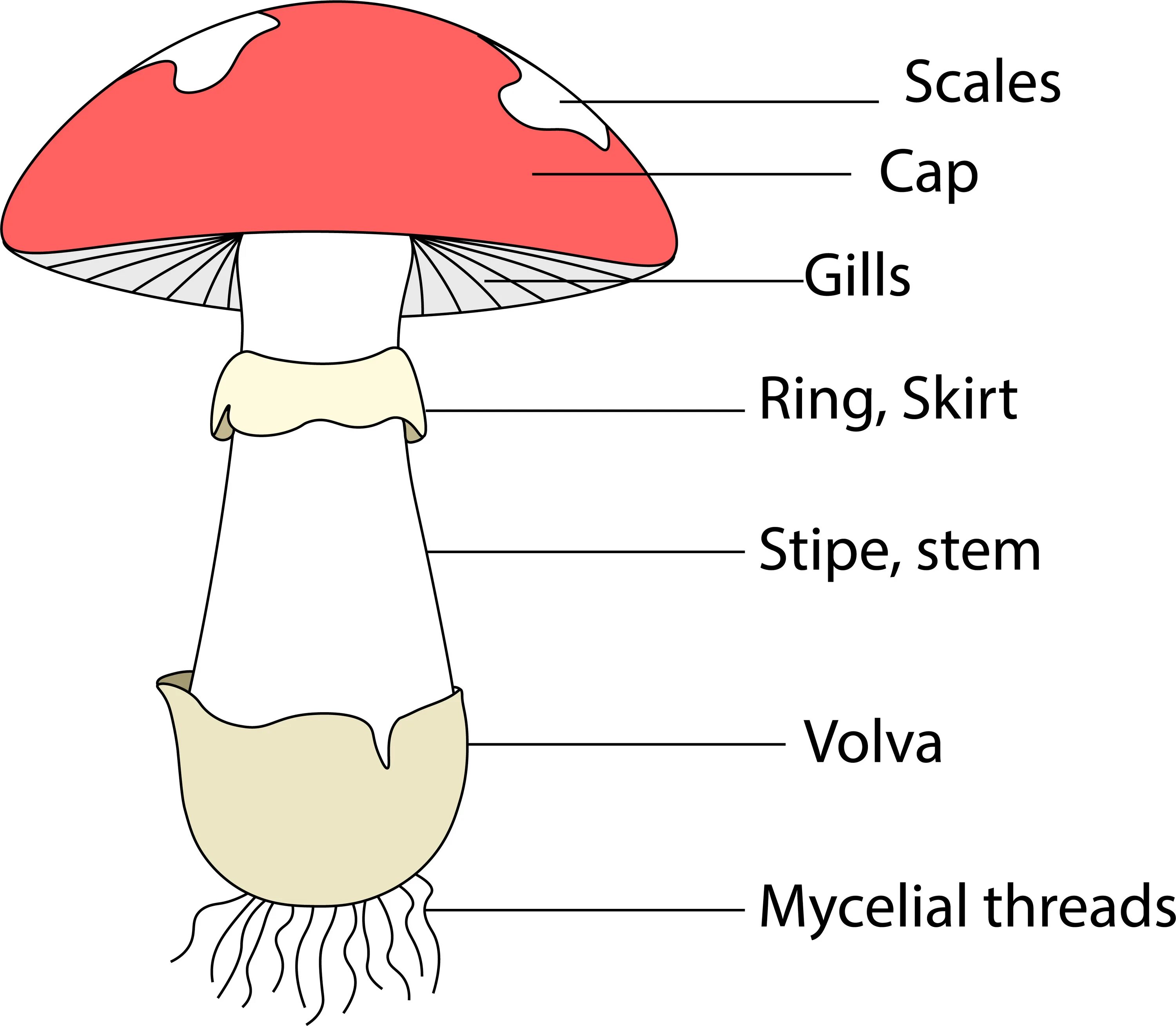 Mushroom Parts. Mushroom structure. Mushroom Worksheet. Mushroom Vocabulary. Mushroom глагол