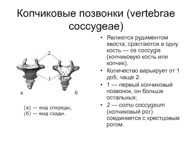 Сильно ушибла копчик что делать. Переломы копчика классификация. классификация повреждений копчика. копчиковые позвонки. копчик вид сзади.