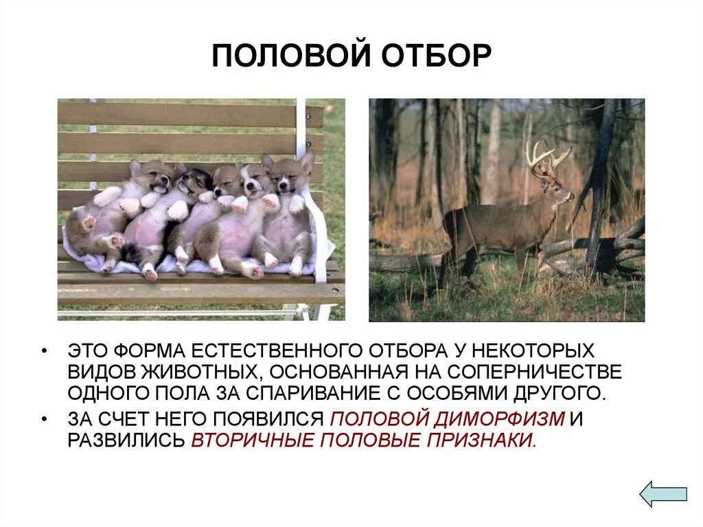 Естественный отбор примеры животных. Естественный отбор примеры животных