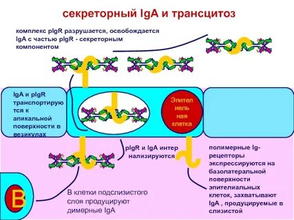 Секреторные иммуноглобулины slga