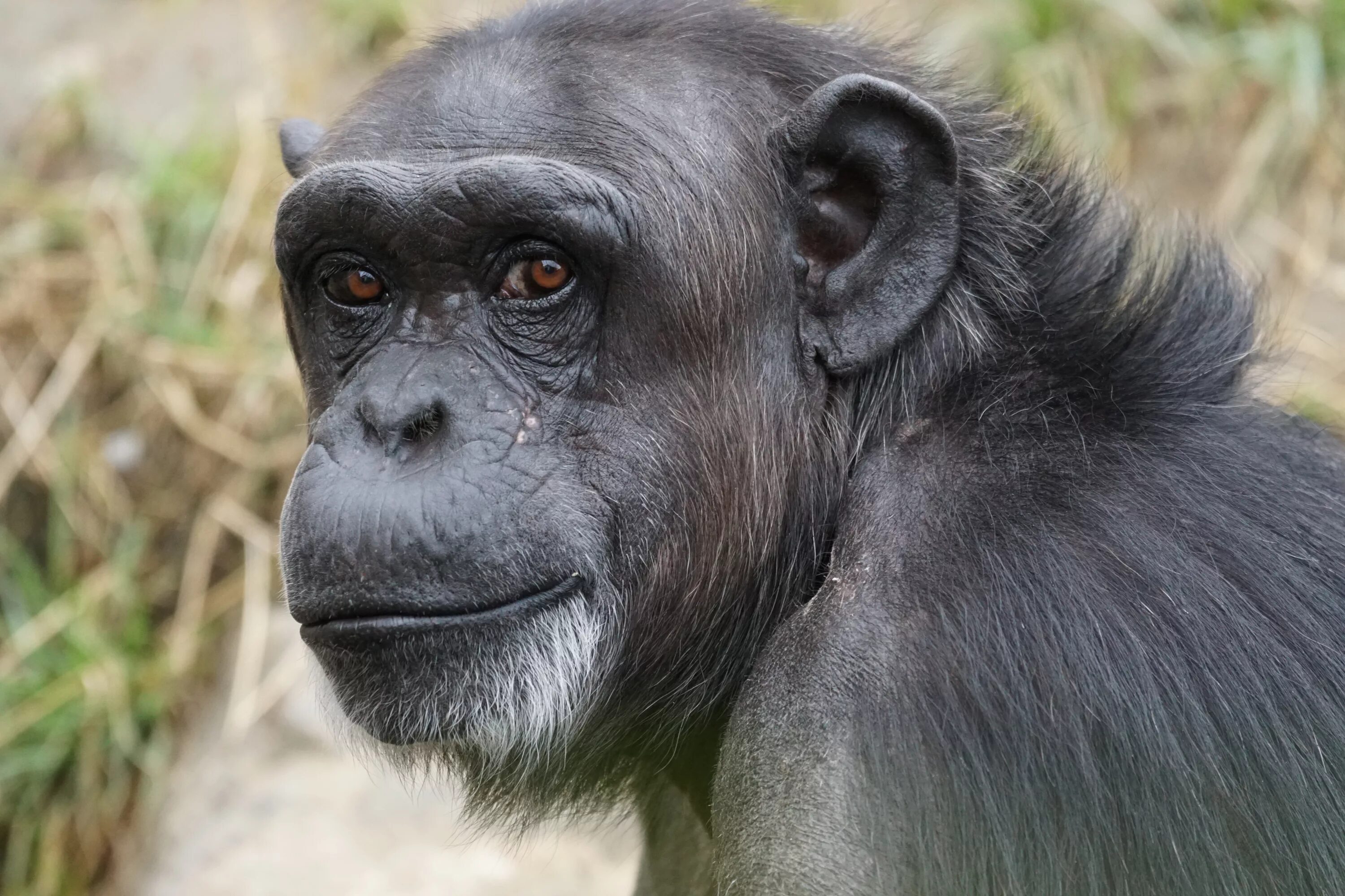 Самая человекообразная обезьяна. Шимпанзе бонобо. Черномордый шимпанзе (Pan Troglodytes Troglodytes. Шимпанзе Pan Troglodytes. Черномордый шимпанзе.