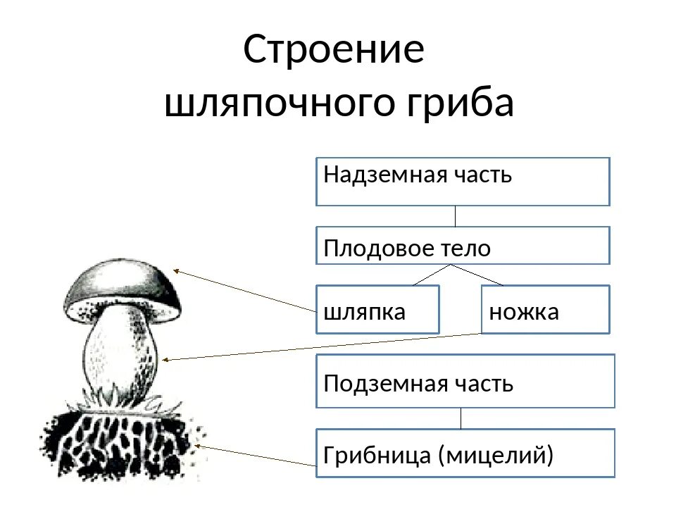 Шляпочные грибы состоят из шляпки. Схема плодовое тело шляпочного гриба. Строение гриба с грибницей. Строение плодового тела шляпочного гриба. Строение шляпочных грибов рисунок.