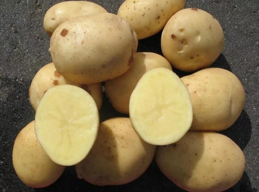 Метеор картофель характеристика отзывы. Сорт картофеля Эльмундо. Сорт картофеля Аризона. Картофель Нандина.