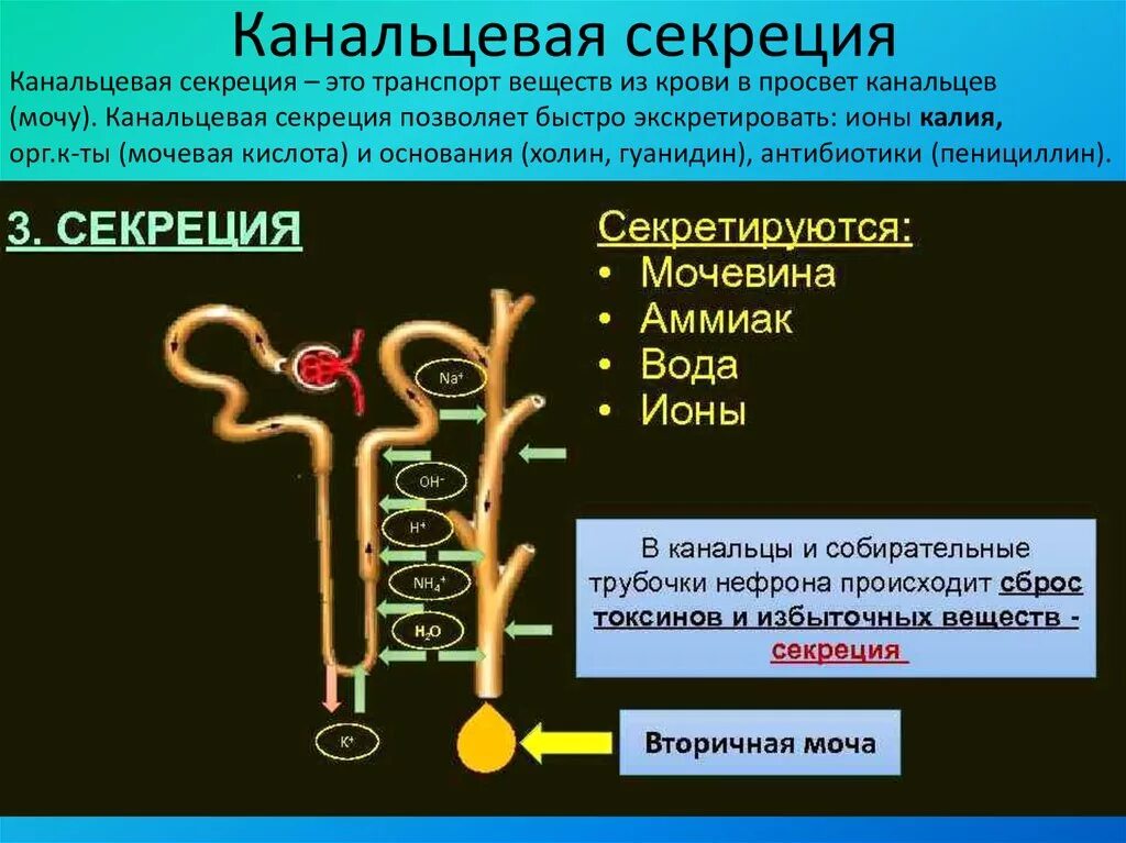 Какой процесс происходит в канальцах нефрона. Канальцевая секреция физиология. Почечная секреция физиология. Строение нефрона почки реабсорбция. Структура нефрона процесс функции.