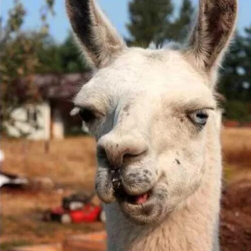 jajajaja.....se me parece a alguien jaja Llama pictures, Llama face, Funny llama