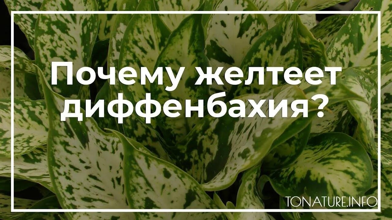 Диффенбахия желтеют листья что делать. Диффенбахия кончики листьев высыхают. У диффенбахии желтеют листья. Диффенбахия цветок высыхает листья. Желтые листья у диффенбахии.