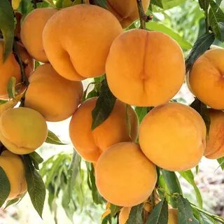 Имена для персиковых