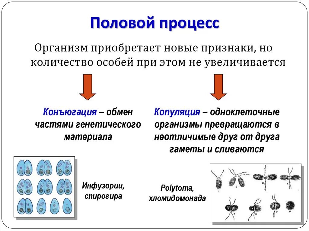 Назовите тип размножения