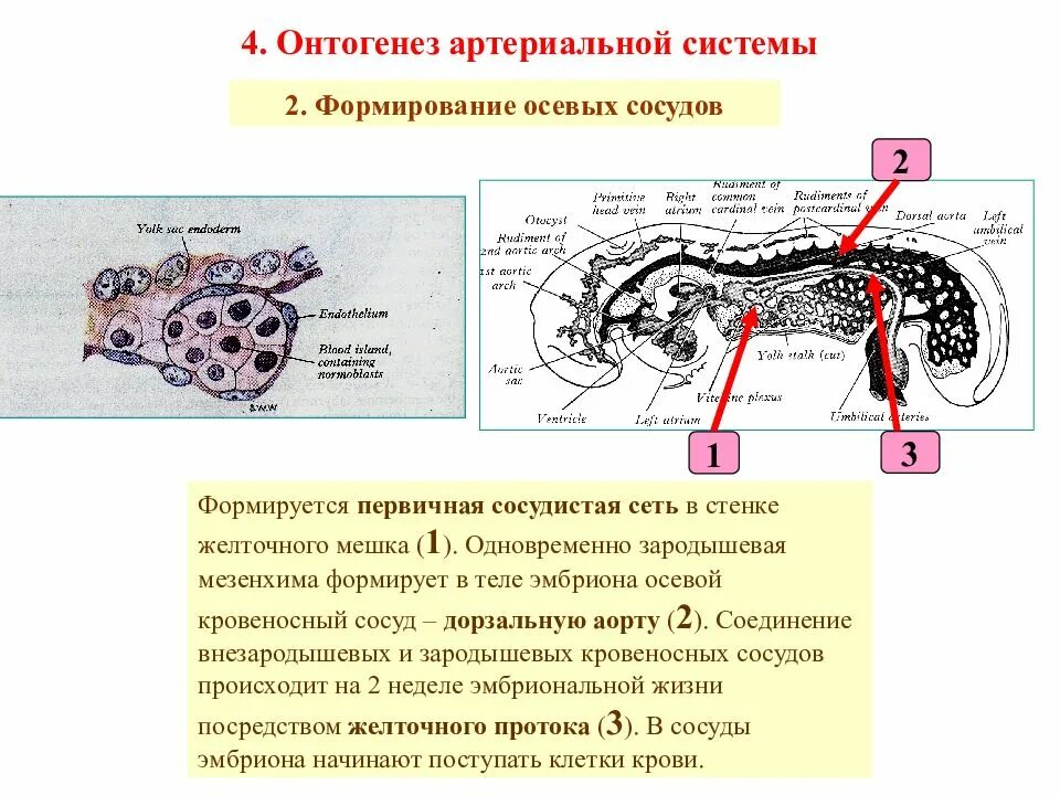 Желточный мешок гистология