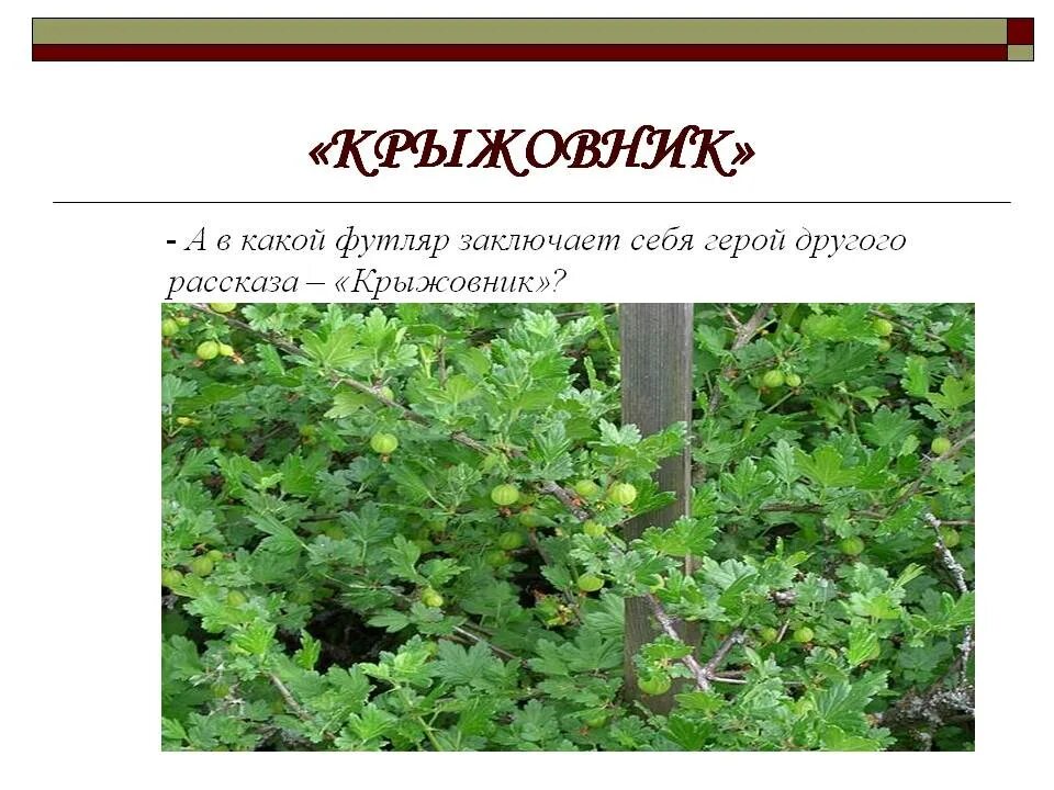 Футляр в произведении крыжовник. Крыжовник Чехова. Чехов а.п. "крыжовник". Крыжовник расска. Рассказ крыжовник.