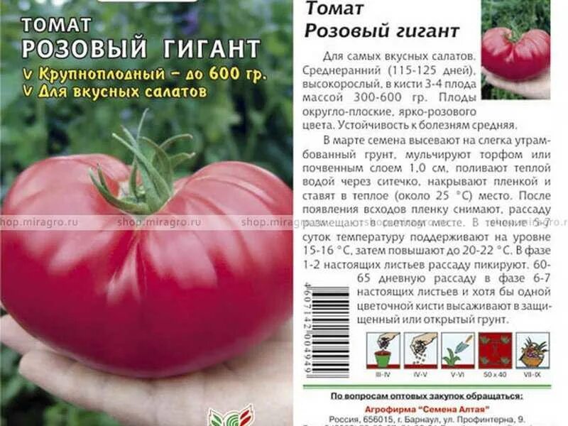 Томат малиновый мясистый. Томат малиновый великан. Сорт томатов розовый гигант отзывы. Томат ф1 розовый гигант. Томат гигант подмосковья.