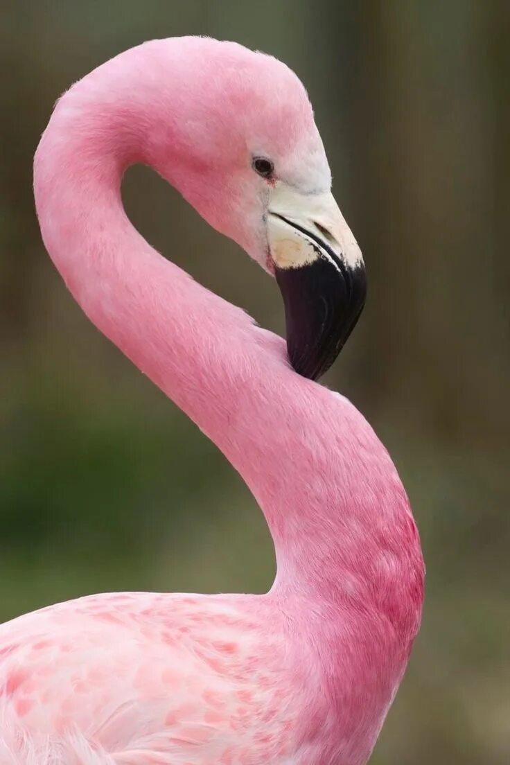 Фламинго. Фламинго обыкновенный розовый. Розовый Фламинго птица. Отряд Фламингообразные. Красив фламинго