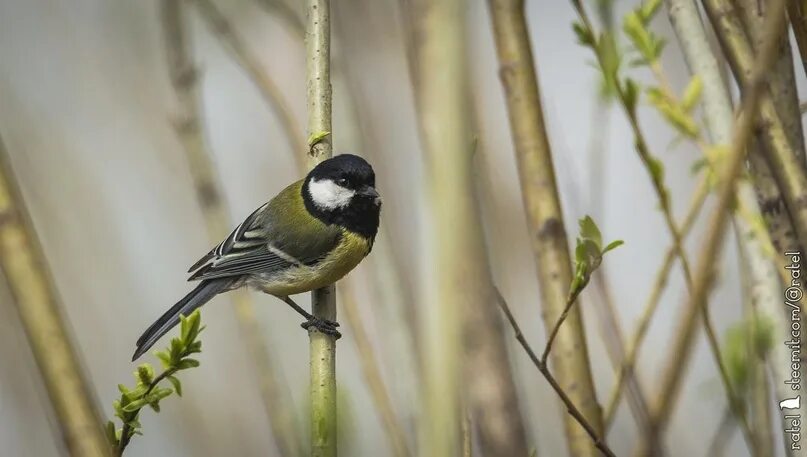 Большая синица Parus Major. Синица кузнечик. Картинка на белом фоне птичка синица-кузнечик Зинзивер.