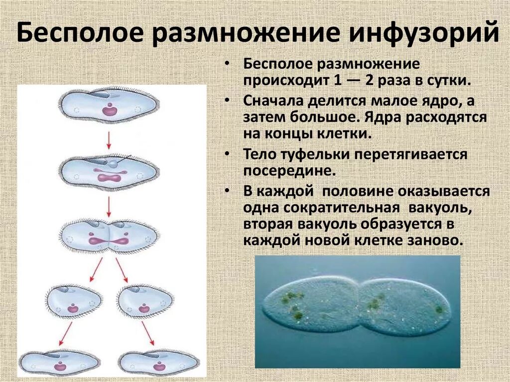 Простым делением клеток размножаются. Деление инфузории туфельки бесполое. Бесполое размножение инфузории туфельки. Деление инфузории туфельки митозом. Бесполое деление инфузории.