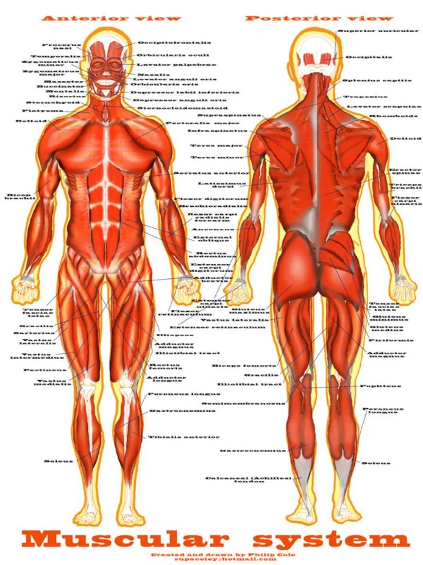 мышцы человека связаны с костями. костно-мышечная система. мышцы на скелете человека спереди. мышцы человека связаны с костями. строение костей и мышц человека.