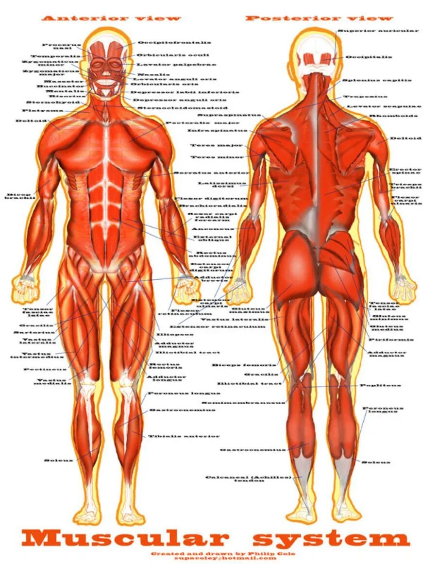 Описание мышц. Атлас анатомия человека мышечная система. Мышечный скелет человека с названиями мышц. Мышцы тела человека спереди и сзади. Строение мышц человека сзади.