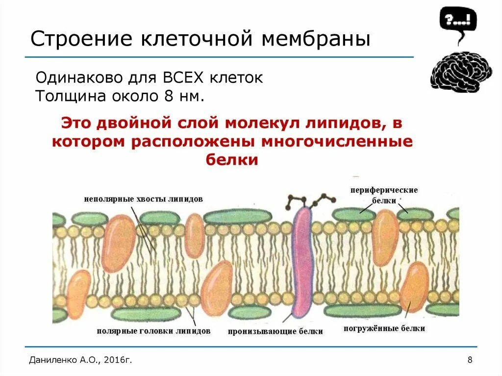 Какова роль клеточной оболочки. Клет мембрана строение. Клеточная оболочка мембрана строение. Клеточная мембрана строение мембраны. Строение мембраны клетки.