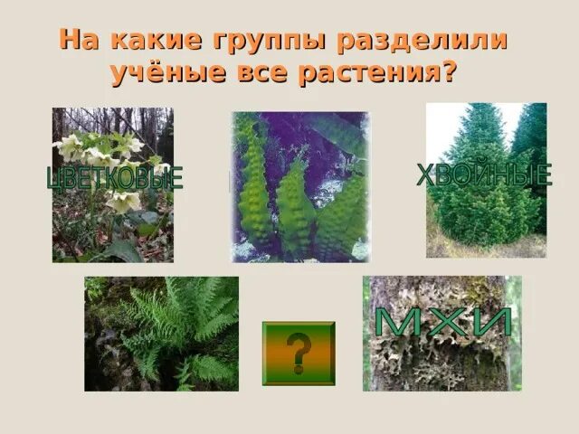 Приведи примеры группы растений Схема культурных растений 2 класс