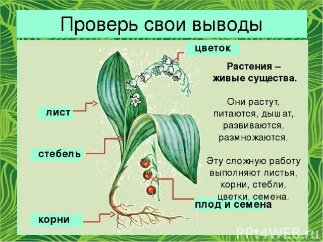 Дышат ли семена. Растение живой организм. Растения-живые существа старшая группа. Цветок со стеблем и листьями. Растения живые существа для дошкольников.