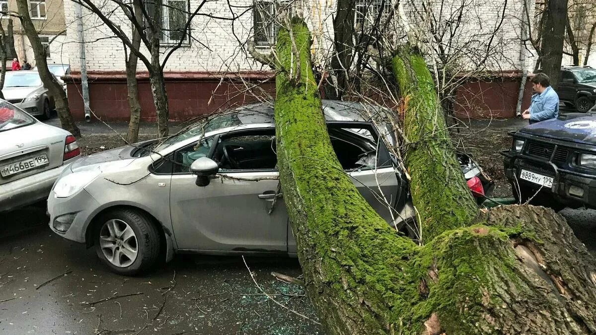 Поваленные деревья в Москве. В Москве ветер повалил деревья. Ураган повалил деревья на машины в Москве. Ураган в Москве.