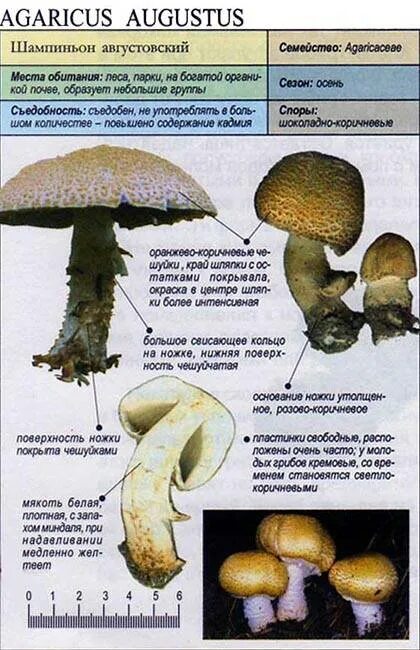 Гриб Агарикус Аугустус. Шампиньон августовский Agaricus augustus. Шампиньон Лесной августовский. Шампиньоны описание.