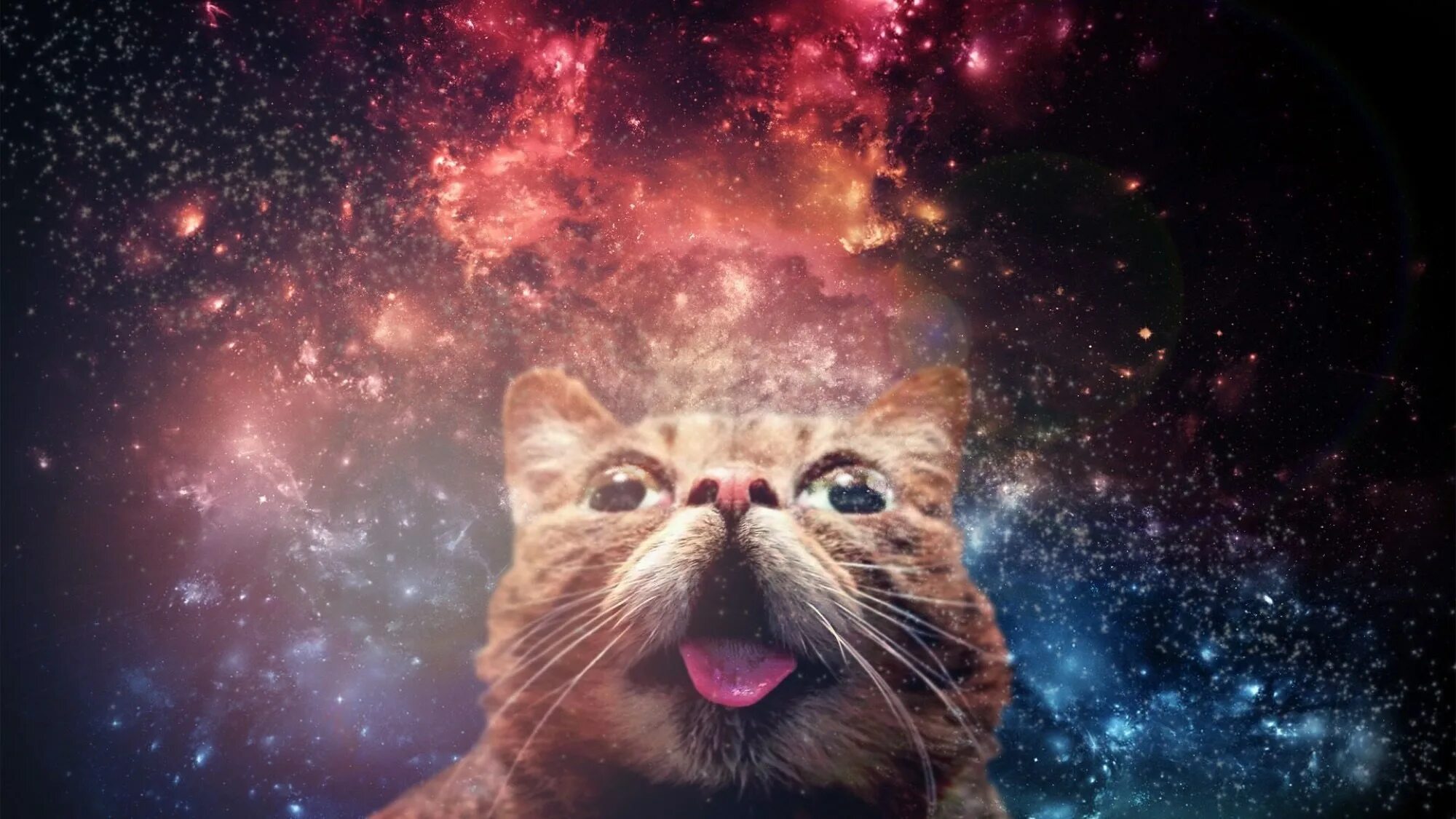 Космический кот. Кот в космосе. Кот на фоне космоса. Котмышеские коты. Просто главный экран