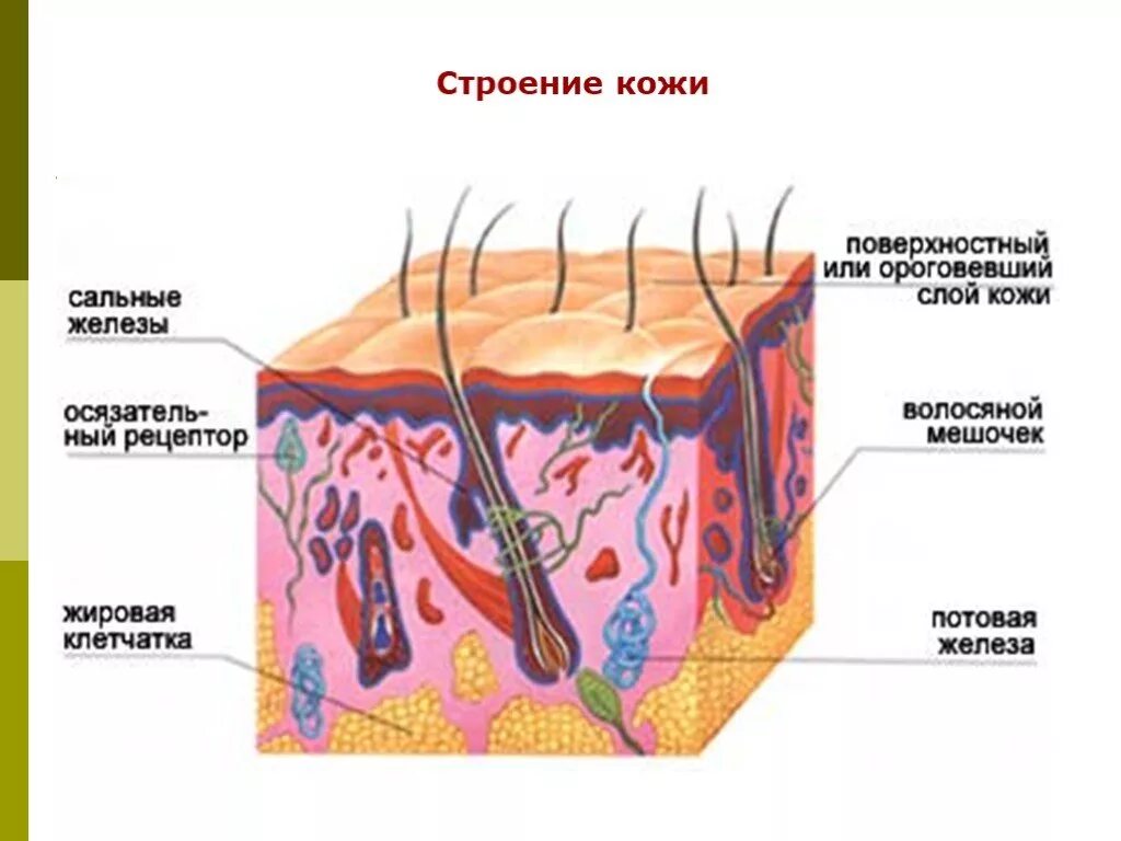 Кожа человека для детей. Орган осязания кожа строение. Схема строения органа осязания кожа. Кожный анализатор строение органа. Орган осязания кожа схема.