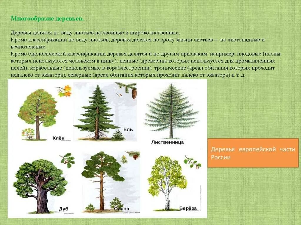 Классификация хвойных. Деревья названия. Классификация деревьев. Классификация хвойных деревьев. Хвойные и лиственные породы деревьев.