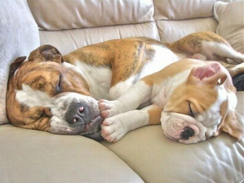 Спящий щенок. Спящие щенки. Сон животных. Собака на руках во сне