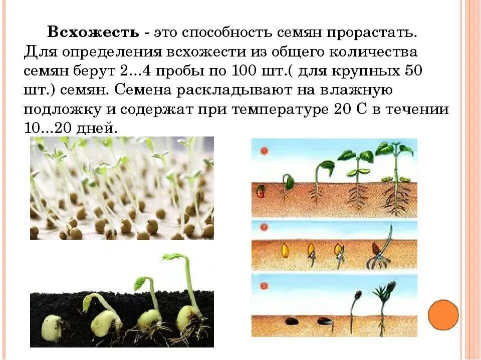 Семена фасоли прорастание семян. Фазы прорастания семян картофеля. Схема прорастания семян перца. Этапы посева семян.