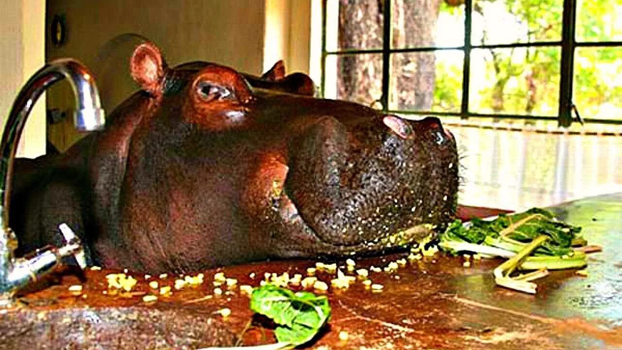 Бегемот в доме. Гиппопотам и бегемот. Монстр бегемот живу как домашний питомец. Монстр бегемот живу как домашний питомец. Монстр бегемот живу как домашний питомец.