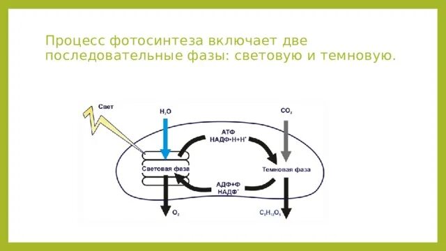 Схема фотосинтеза по фазам. Схема реакции фотосинтеза. ЕГЭ биология схема световая фаза фотосинтеза. Схема двух фаз фотосинтеза.