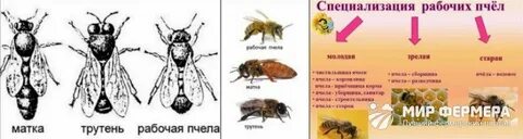 Роль рабочих пчел