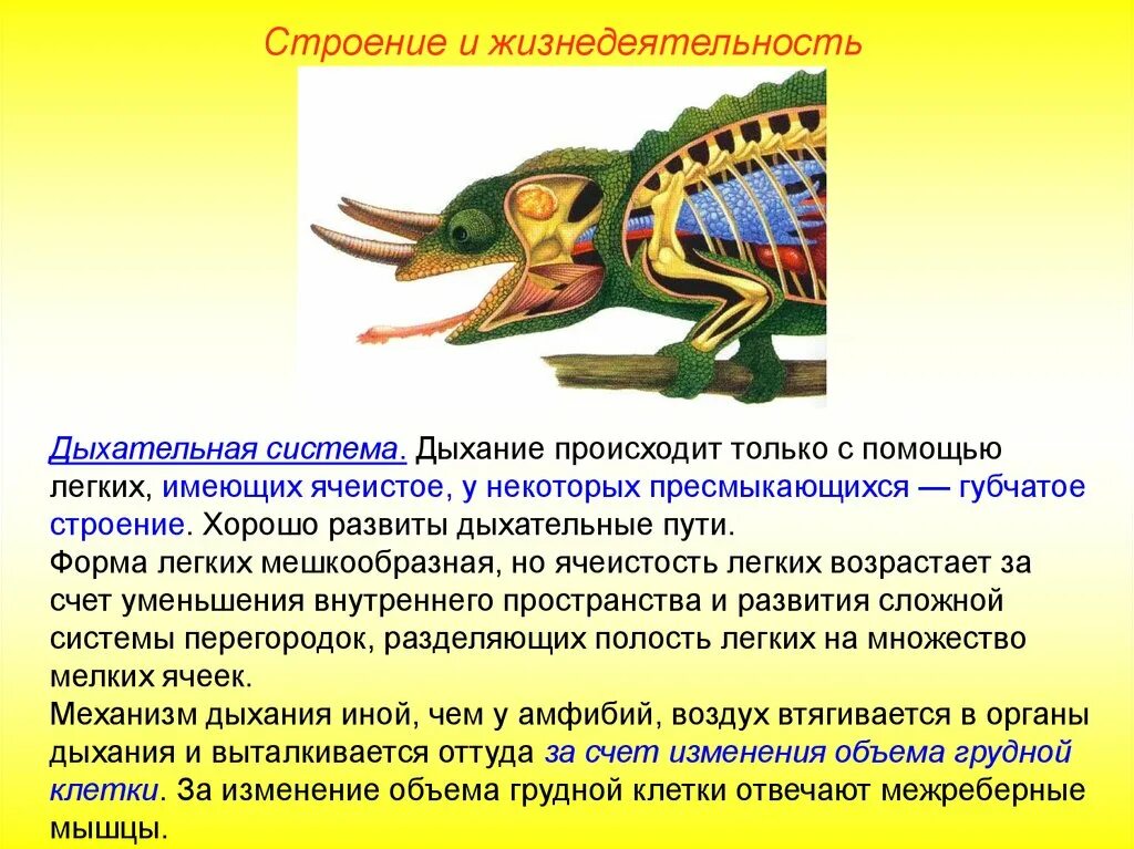 Сравните дыхательную систему рептилии и амфибии. Дыхательная система пресмыкающиеся рептилии. Строение дыхательных путей рептилий. Строение класса пресмыкающихся дыхательная система. Пресмыкающиеся особенности дыхательной системы.