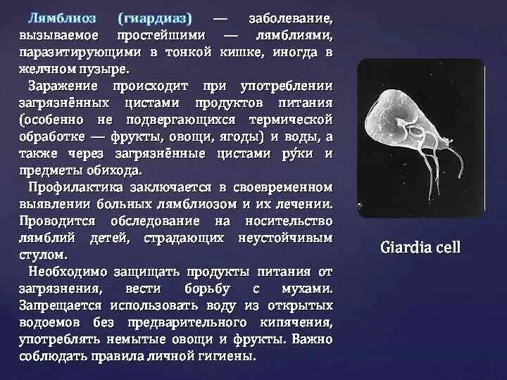 После лечения лямблиоза. Лямблии переносчики болезней. Простейшие паразиты лямблии. Клинические симптомы лямблий.