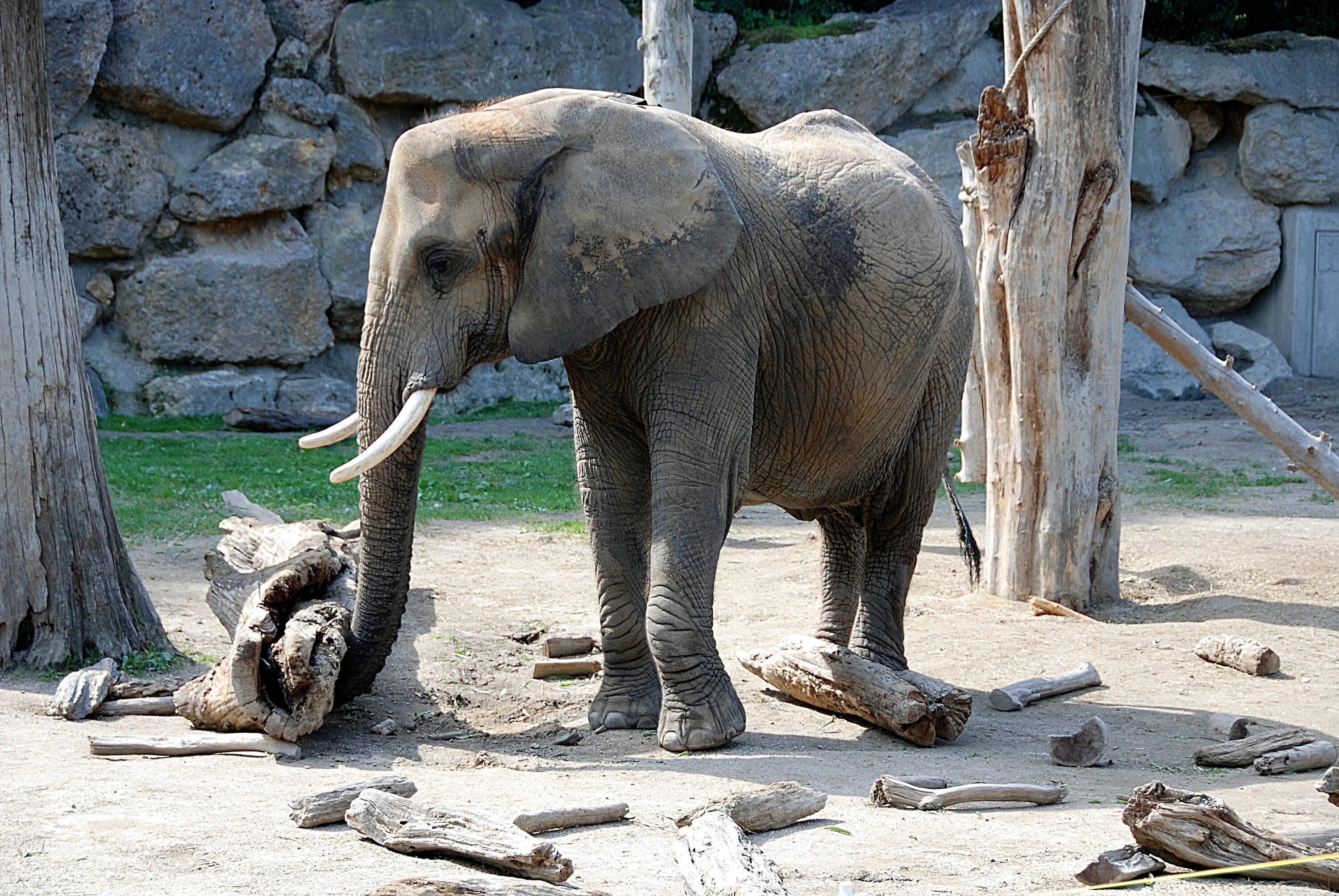 Московский зоопарк Африканский слон. Слон в Московском зоопарке. Африканские слоны в Московском зоопарке. Африканский слон в зоопарке. Например зоопарк