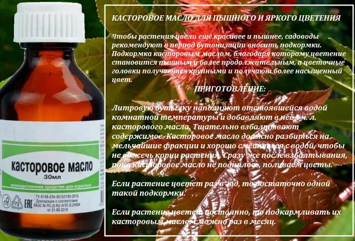 Касторовое масло сколько пить. Касторовое масло полить цветы. Касторовое масло пайдасы. Касторовое масло для цветения роз. Касторовое масло формула.